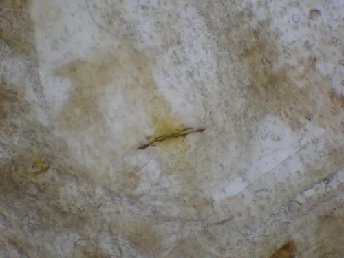 Depressaria ultimella - photo 5