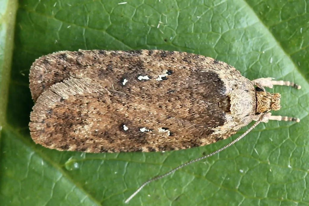 Flat-bodied moths - photo 3