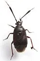 Deraeocapsus fraternus - photo 3