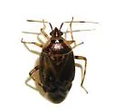 Deraeocoris apache
