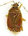 Deraeocoris apache - photo 2