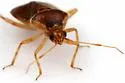 Deraeocoris apache - photo 3