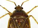 Deraeocoris apache - photo 4