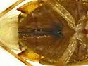 Deraeocoris apache - photo 5