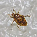 Deraeocoris aphidiphagus