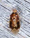 Deraeocoris aphidiphagus - photo 2