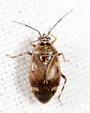 Deraeocoris aphidiphagus - photo 3