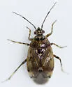 Deraeocoris aphidiphagus - photo 4