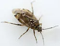 Deraeocoris aphidiphagus - photo 5