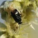 Deraeocoris bakeri