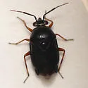 Deraeocoris bakeri - photo 2
