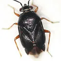 Deraeocoris bakeri - photo 3