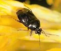 Deraeocoris bakeri - photo 4
