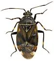 Deraeocoris barberi