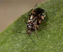 Deraeocoris barberi - photo 2