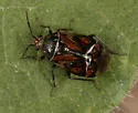 Deraeocoris barberi - photo 3