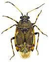 Deraeocoris barberi - photo 4
