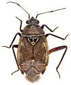 Deraeocoris barberi - photo 5