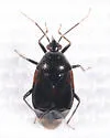 Deraeocoris betulae