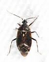 Deraeocoris betulae - photo 2