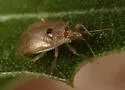 Deraeocoris cochise