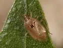 Deraeocoris cochise - photo 2