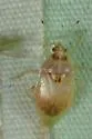 Deraeocoris cochise - photo 3