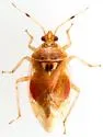 Deraeocoris cochise - photo 4