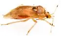 Deraeocoris cochise - photo 5