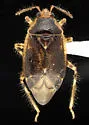 Deraeocoris comanche