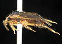 Deraeocoris comanche - photo 2