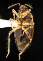 Deraeocoris comanche - photo 3