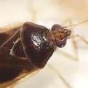 Deraeocoris davisi