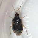 Deraeocoris davisi - photo 2