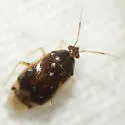 Deraeocoris davisi - photo 3