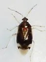 Deraeocoris davisi - photo 4