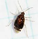 Deraeocoris davisi - photo 5