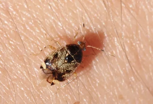 Deraeocoris fenestratus