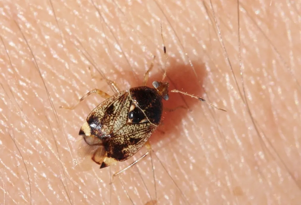 Deraeocoris fenestratus - photo 2