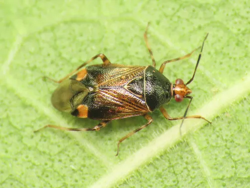Deraeocoris flavilinea