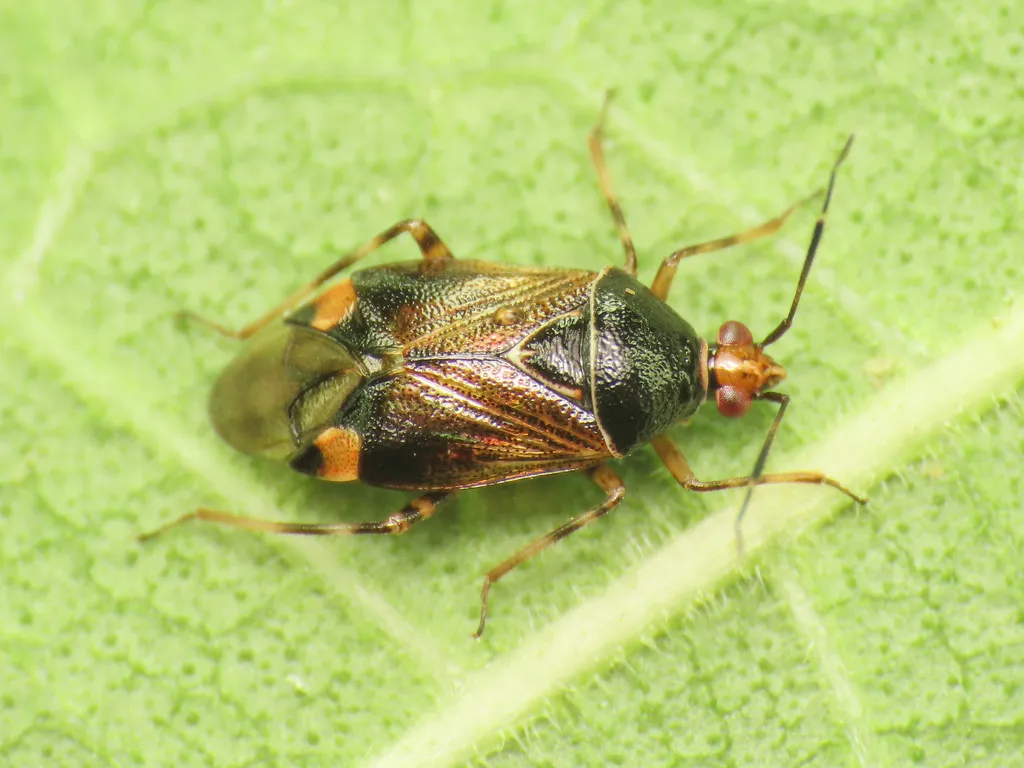 Deraeocoris flavilinea - photo 2