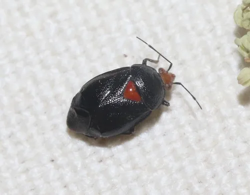 Deraeocoris fulgidus - Deraeocoris fulgidus