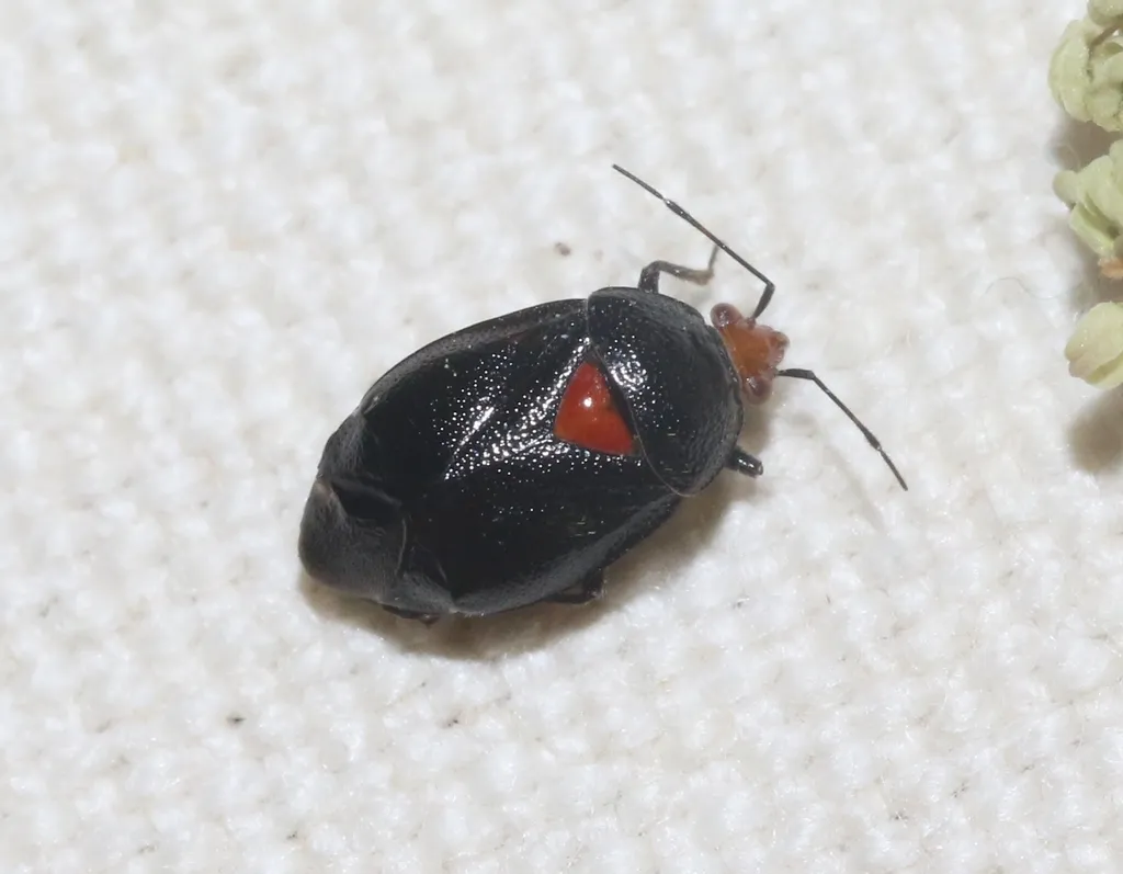 Deraeocoris fulgidus - photo 2