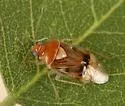 Deraeocoris fulvus
