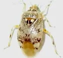 Deraeocoris gilensis