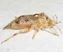 Deraeocoris gilensis - photo 2