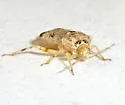Deraeocoris gilensis - photo 3