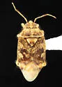 Deraeocoris gilensis - photo 4