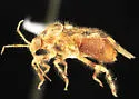 Deraeocoris gilensis - photo 5