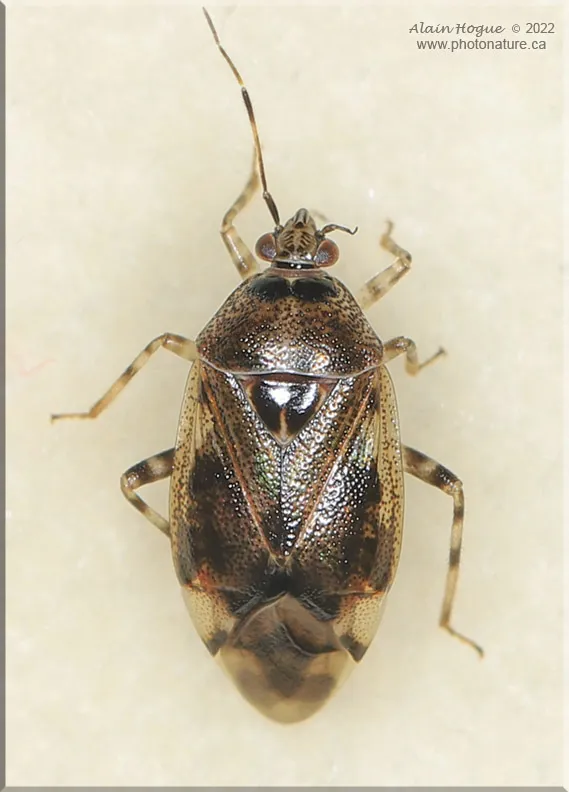 Deraeocoris grandis - photo 2